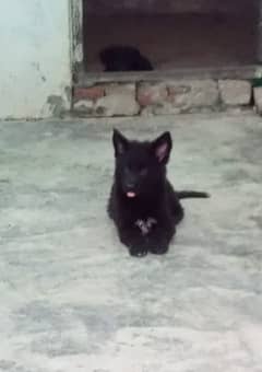 Black German shepherd puppies available for sale