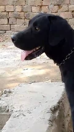 Labrador male for sale