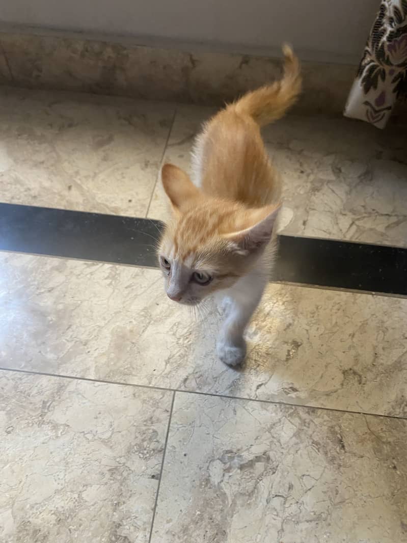 Free Cat available in Hamza town Attock city 1