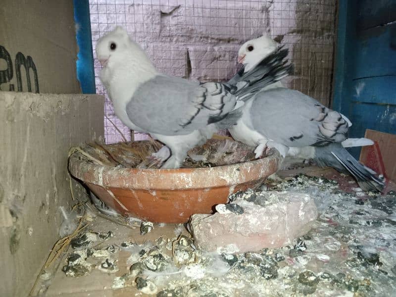 Sentient pigeon Breeder Pair 0