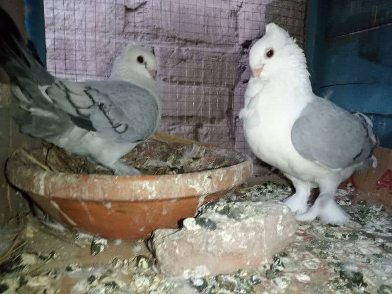 Sentient pigeon Breeder Pair 1