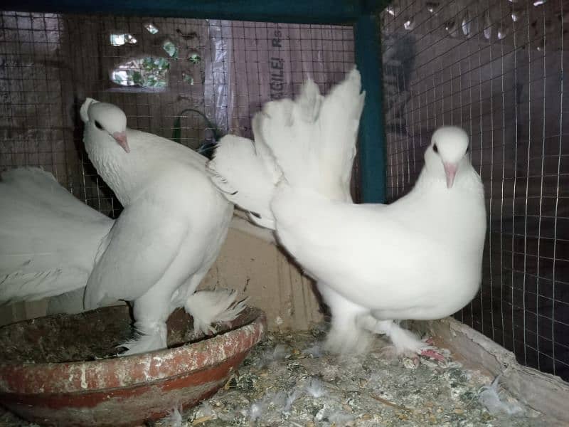 Sentient pigeon Breeder Pair 2