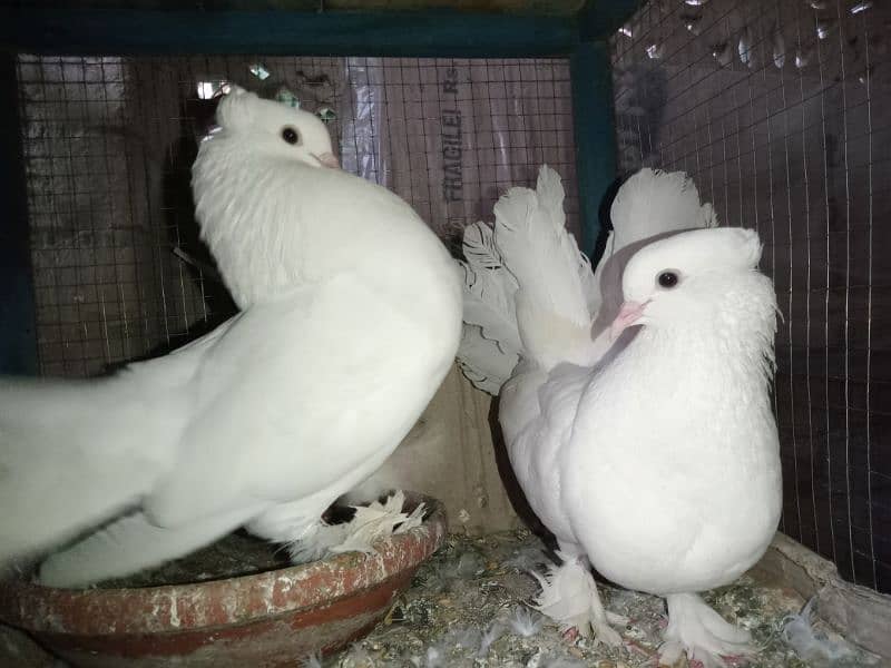 Sentient pigeon Breeder Pair 3