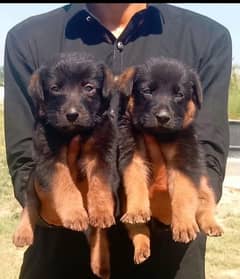 German Dabal coat male female for sale