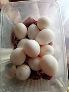 japanese hens eggs