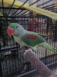 Raw Hand Tamed Male Friendly Parrots