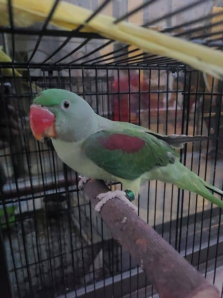 Raw Hand Tamed Male Friendly Parrots 0