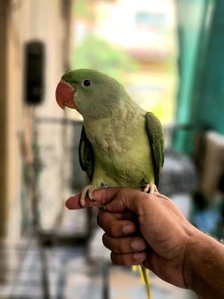 Raw Hand Tamed Male Friendly Parrots 1