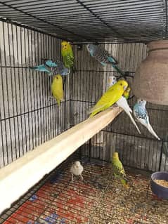 20+ Budgies For Sale ( Australian Parrots)