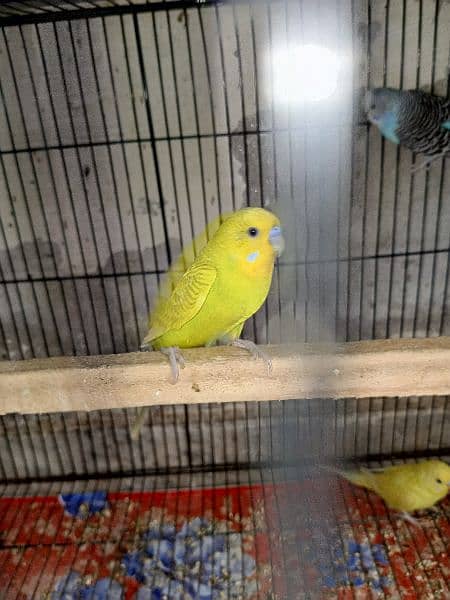 20+ Budgies For Sale ( Australian Parrots) 2