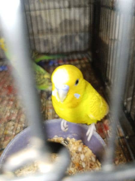 20+ Budgies For Sale ( Australian Parrots) 8