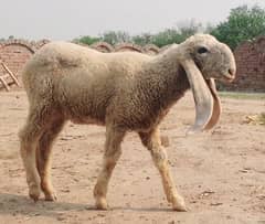 approximately 10 month femail sheep for sale