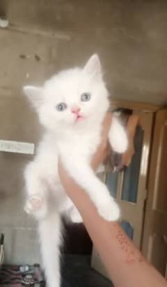 pure white Persian kittens blue eyes triple coted Whatsapp#03216628846