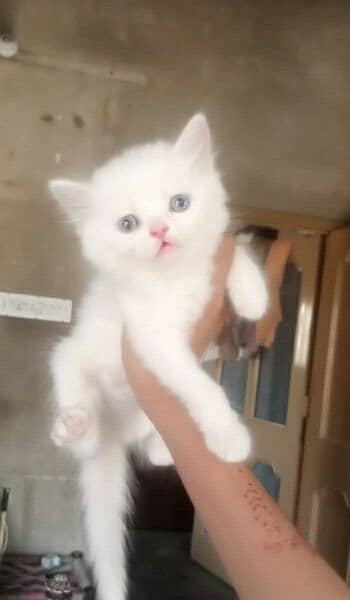 pure white Persian kittens blue eyes triple coted Whatsapp#03216628846 0