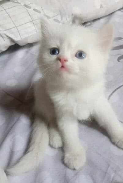 pure white Persian kittens blue eyes triple coted Whatsapp#03216628846 1
