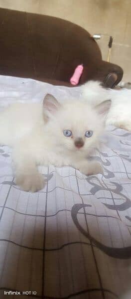 pure white Persian kittens blue eyes triple coted Whatsapp#03216628846 2