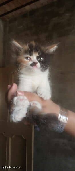 pure white Persian kittens blue eyes triple coted Whatsapp#03216628846 3