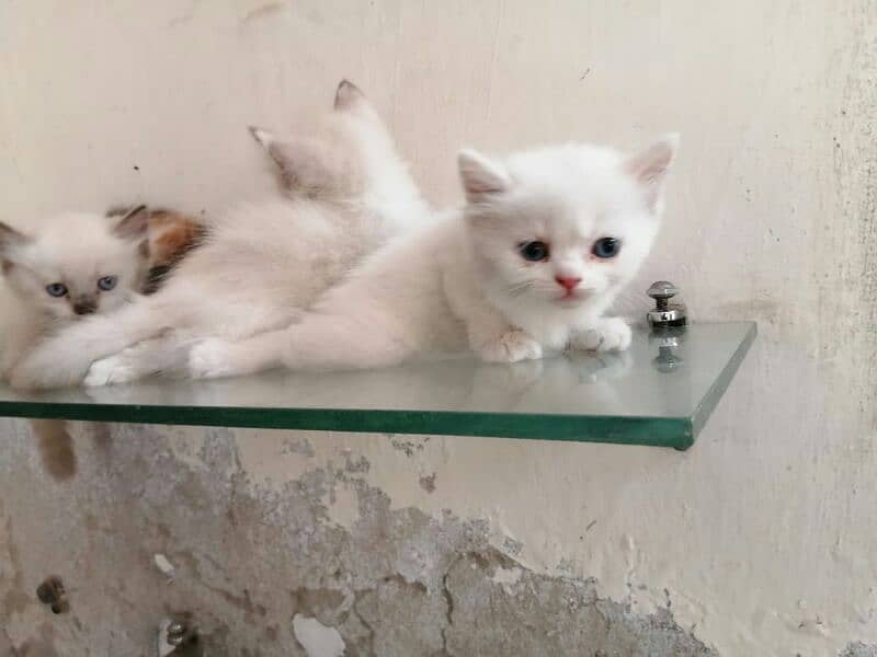 pure white Persian kittens blue eyes triple coted Whatsapp#03216628846 4