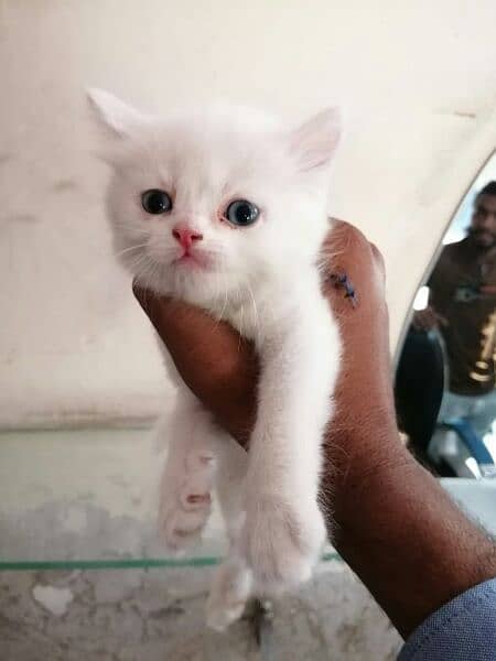 pure white Persian kittens blue eyes triple coted Whatsapp#03216628846 5
