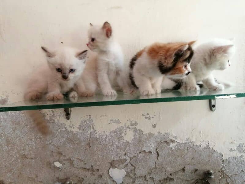 pure white Persian kittens blue eyes triple coted Whatsapp#03216628846 6