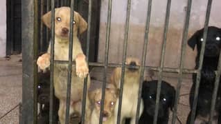 Labrador puppies /03174239799