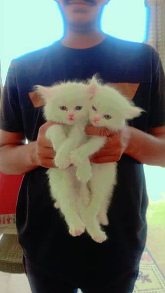 Sell 2  cats baby 4