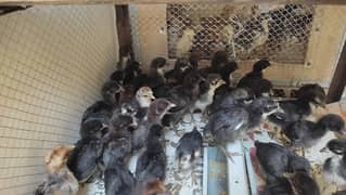 Australorp Chicks and golden Misri Mix or desi bhi hain 98% Female
