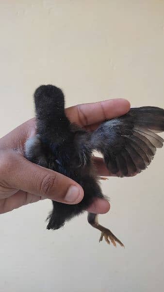 Australorp Chicks and golden Misri Mix or desi bhi hain 98% Female 2