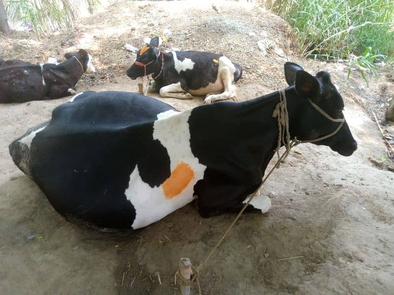 cow for sal 2