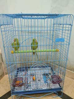 parrots sale chowk Rashida abad multan