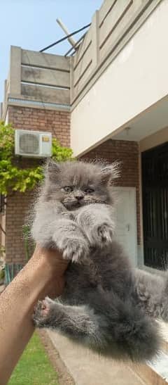 Persian kittens