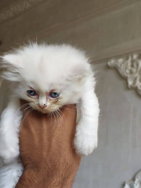 Cute Persian kitten for sale 1