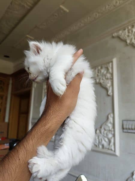 Cute Persian kitten for sale 4