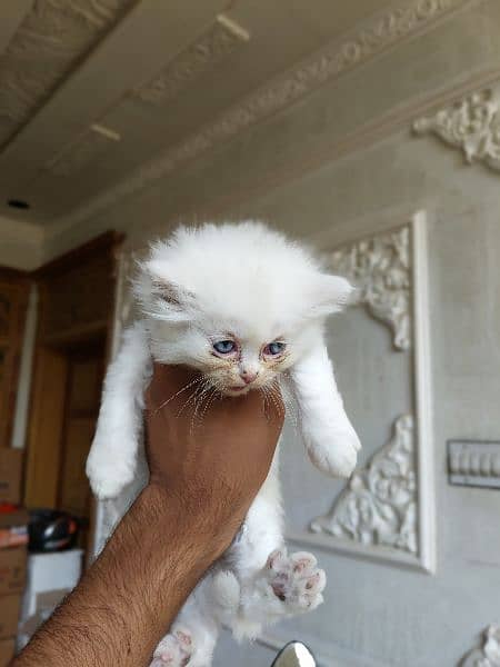 Cute Persian kitten for sale 5