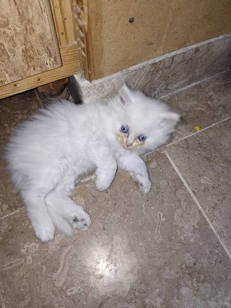 Cute Persian kitten for sale 6