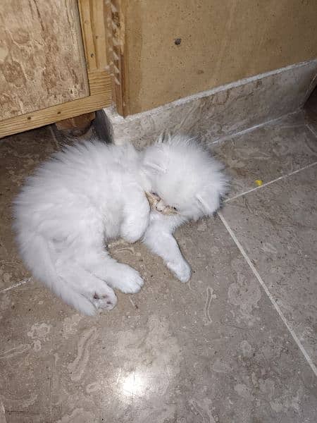 Cute Persian kitten for sale 7