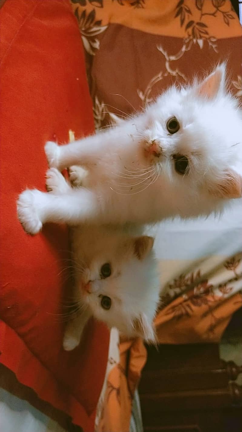 Persian triple coated kittens 8