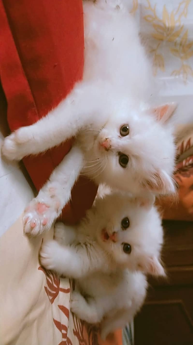 Persian triple coated kittens 9