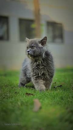 Pure Persian Kittens, Punched Face, long coat 0