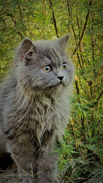 Pure Persian Kittens, Punched Face, long coat 1