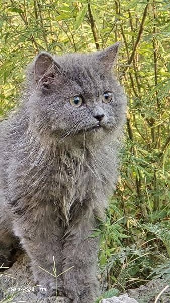 Pure Persian Kittens, Punched Face, long coat 2
