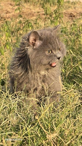 Pure Persian Kittens, Punched Face, long coat 5