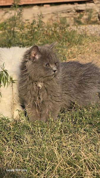 Pure Persian Kittens, Punched Face, long coat 6