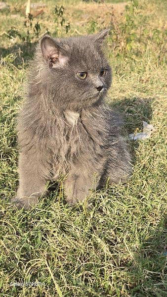Pure Persian Kittens, Punched Face, long coat 7