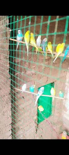 Australian Parrot Colony for sale