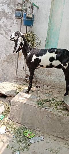 female goat age 1year 3months