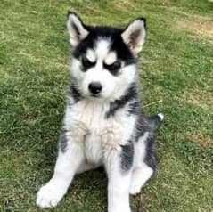 Siberian Husky puppies for sale hy