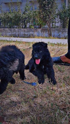 German Shepherd and Black Shepherd Quality Pups Available in Lahore