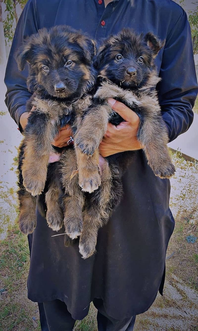German Shepherd and Black Shepherd Quality Pups Available in Lahore 1