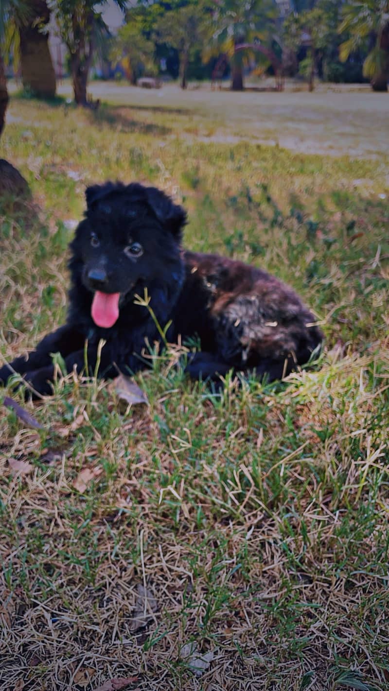 German Shepherd and Black Shepherd Quality Pups Available in Lahore 2